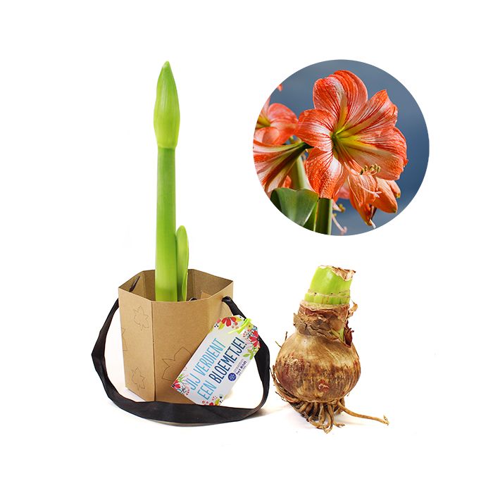 Amaryllis in tasje met tag