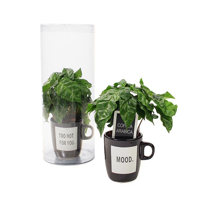 Koffieplant in koker