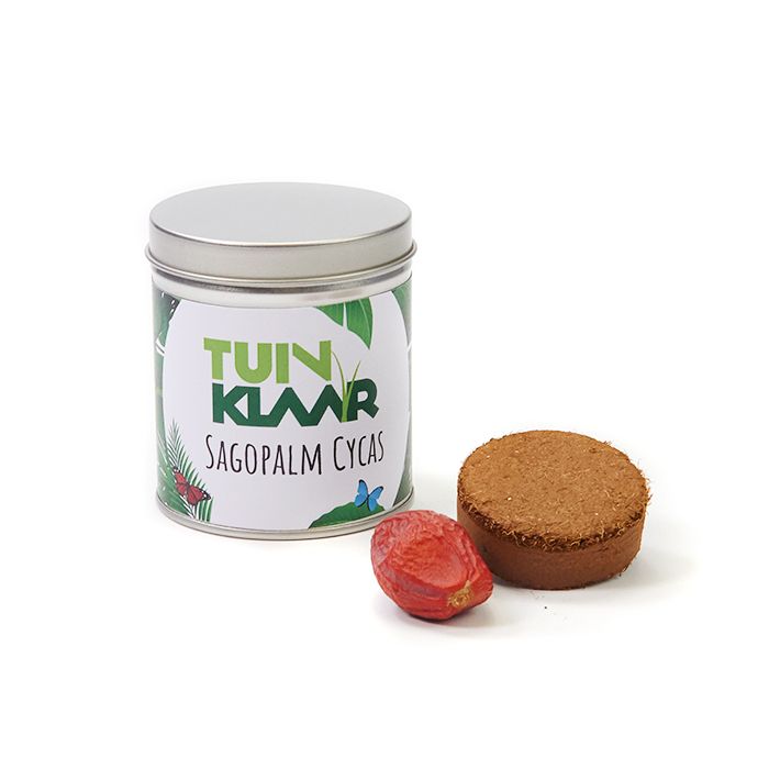 Vredespalm kweeksetje