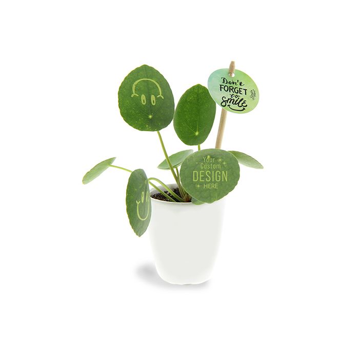 Plantje