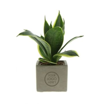 Plant in betonnen blok