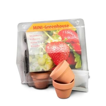 Mini greenhouse
