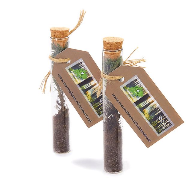 Kerstboom in glazen tube - Let it Grow!
