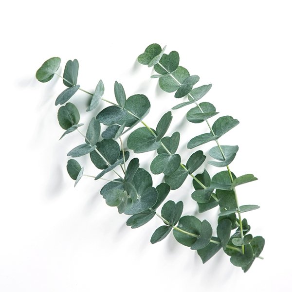 nog een keer Anoi heks Eucalyptus kweeksetje in zelf ontworpen blikje bestellen?