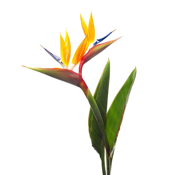 Strelitzia paradijsvogelbloem