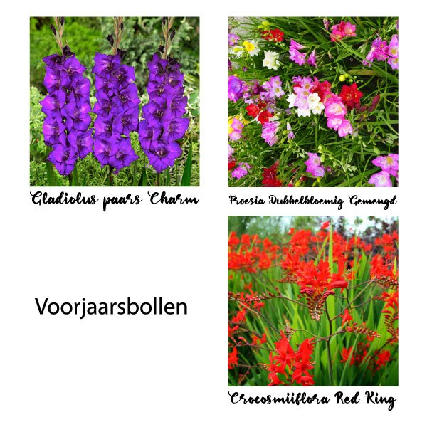 Voorjaarsbollen