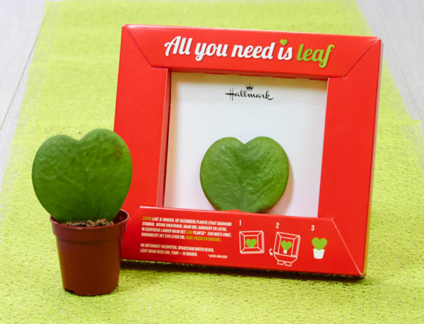 All you need is Leaf!