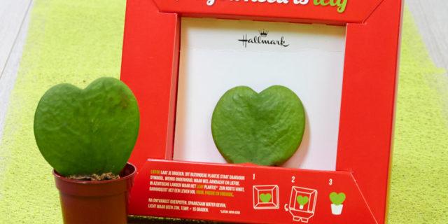 All you need is Leaf!