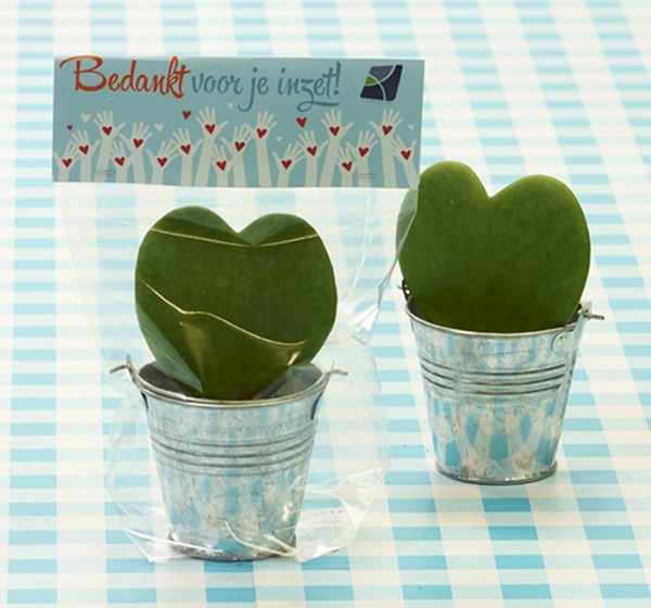 Een bijzonder plantje voor vrijwilligers