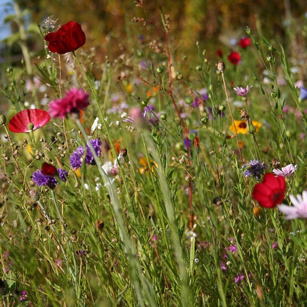 wildbloemen-flower bomb