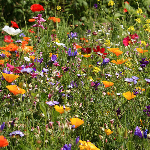 zomerbloemen-flower bomb