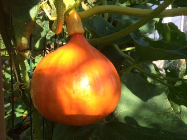 Giveaways, de vijf leukste voor jouw relaties!